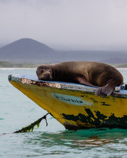 Sea lion resting on a yellow boat in the Galapagos Islands