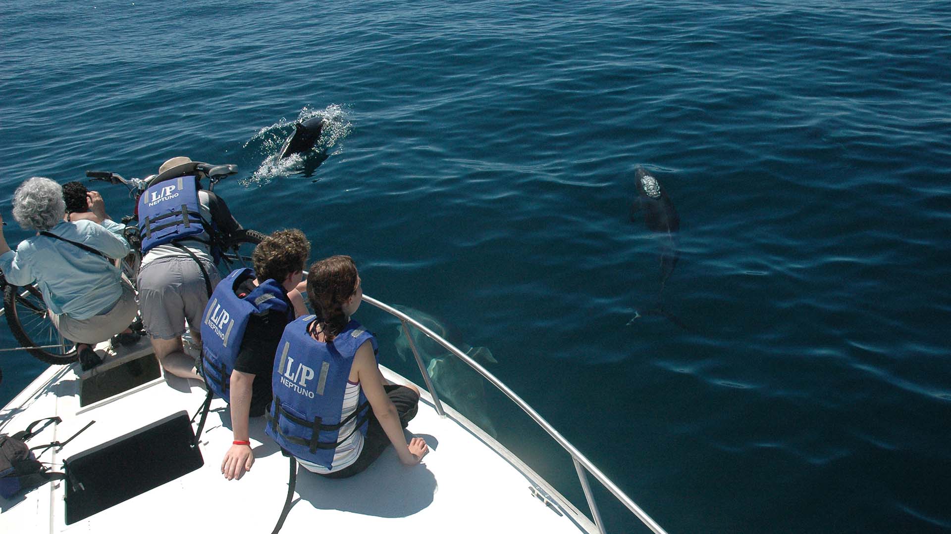 Tourists on a boat watching dolphins in the Galápagos Islands, Ecuador, a top country to visit for nature holidays.