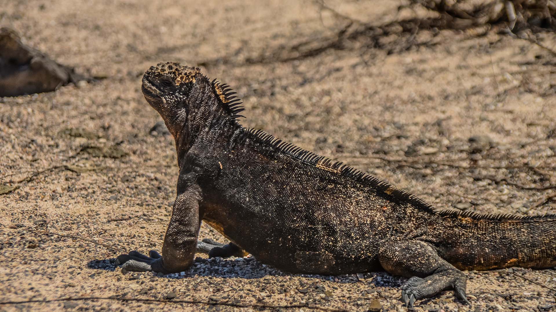Iguana marina descansando sobre la arena volcánica en las Islas Galápagos.