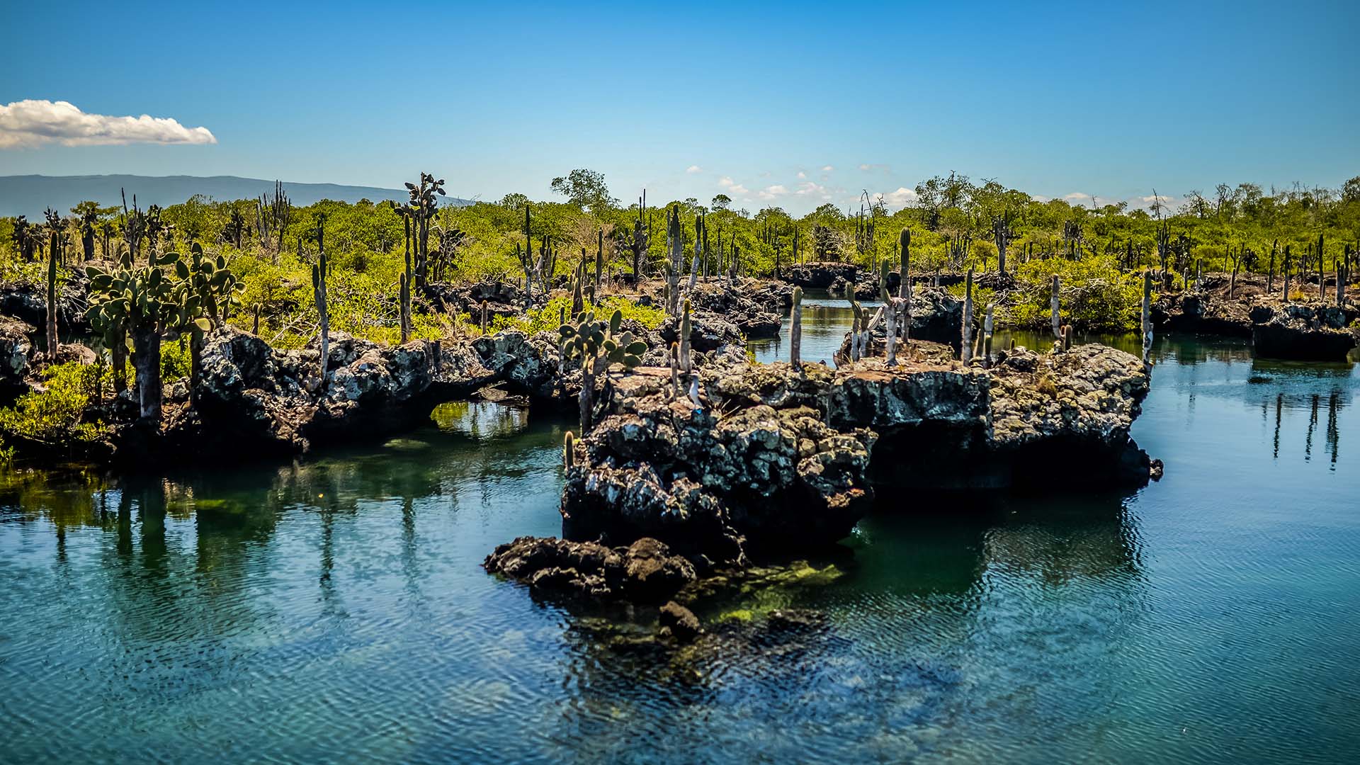 Scenic view of Los Túneles in Isabela Island, Galápagos, with volcanic formations, cactus, and crystal-clear waters.