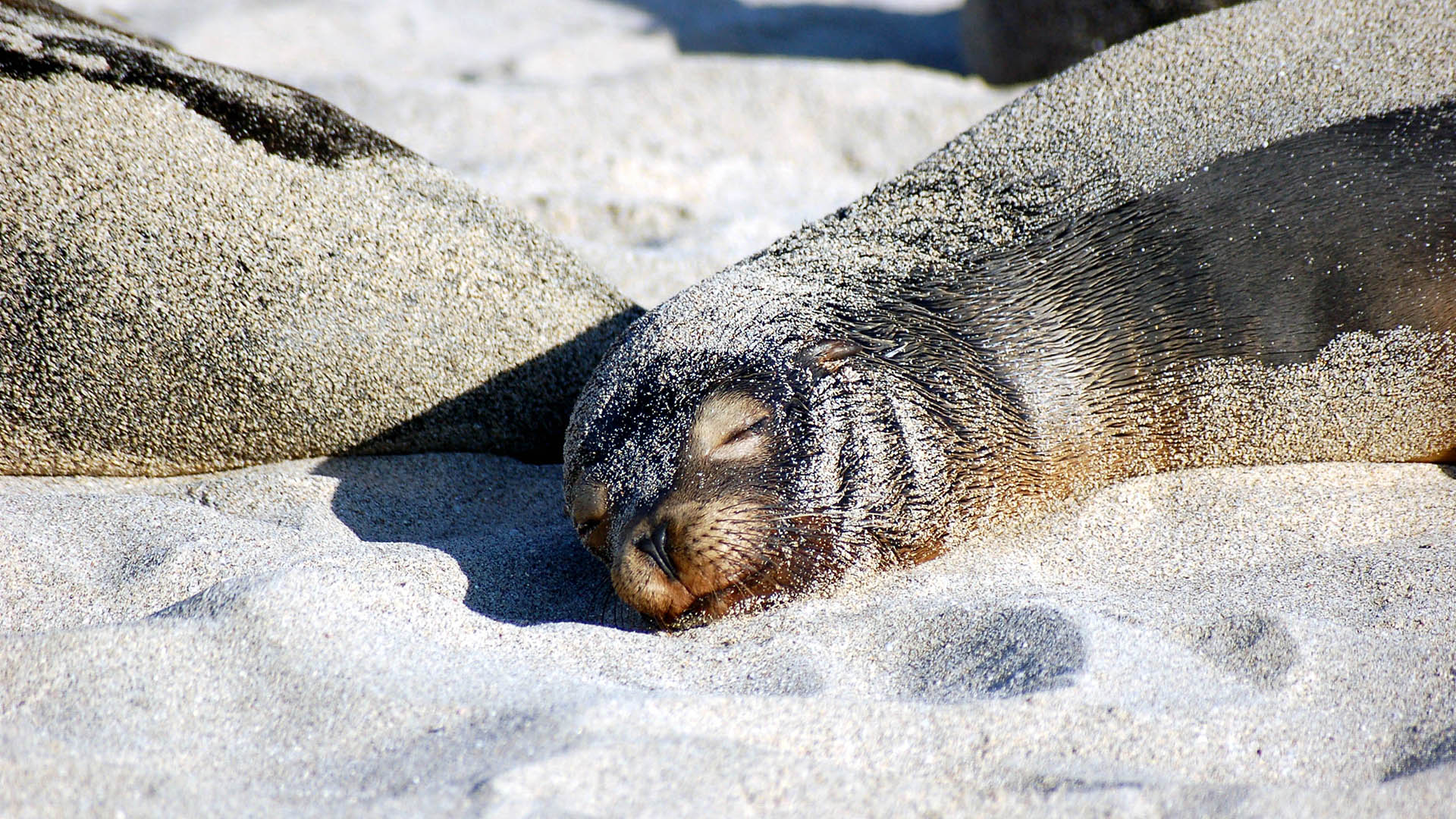 Lobo marino durmiendo plácidamente sobre la arena blanca en las islas Galápagos, con su pelaje cubierto de arena.