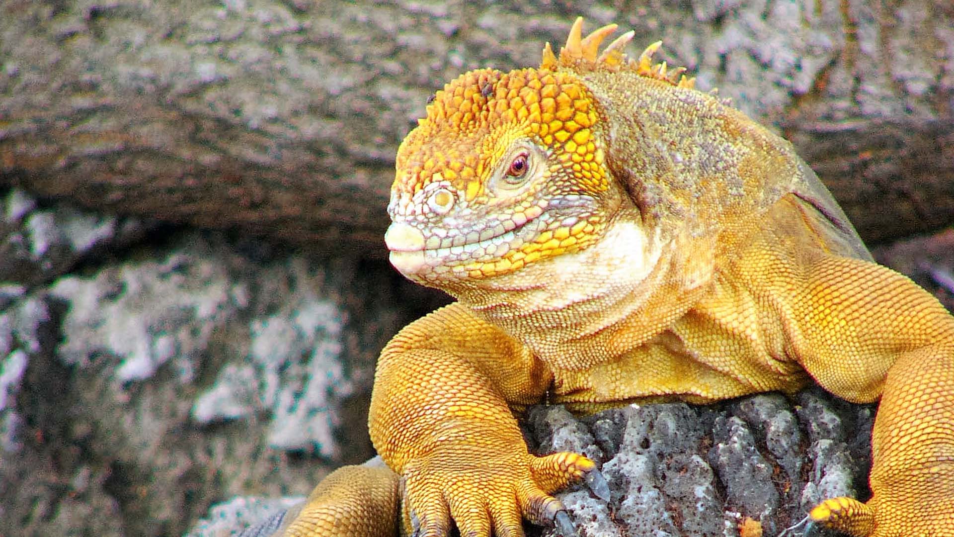 Close-up of a Galápagos land iguana (Conolophus subcristatus) resting on volcanic rocks, showcasing its vibrant yellow-orange scales.