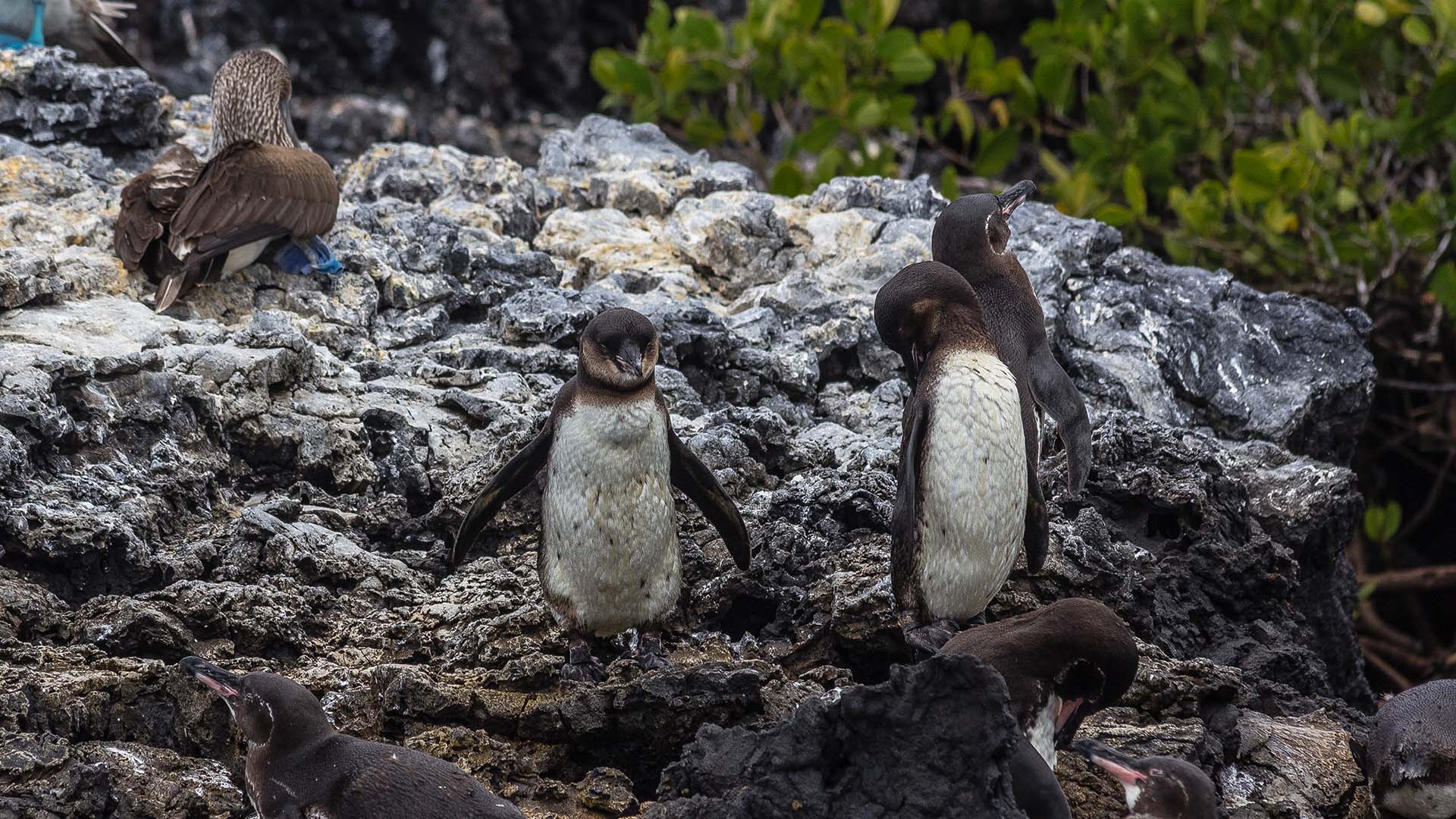 Galápagos penguins and blue-footed boobies resting on volcanic rocks in the islands of Ecuador.