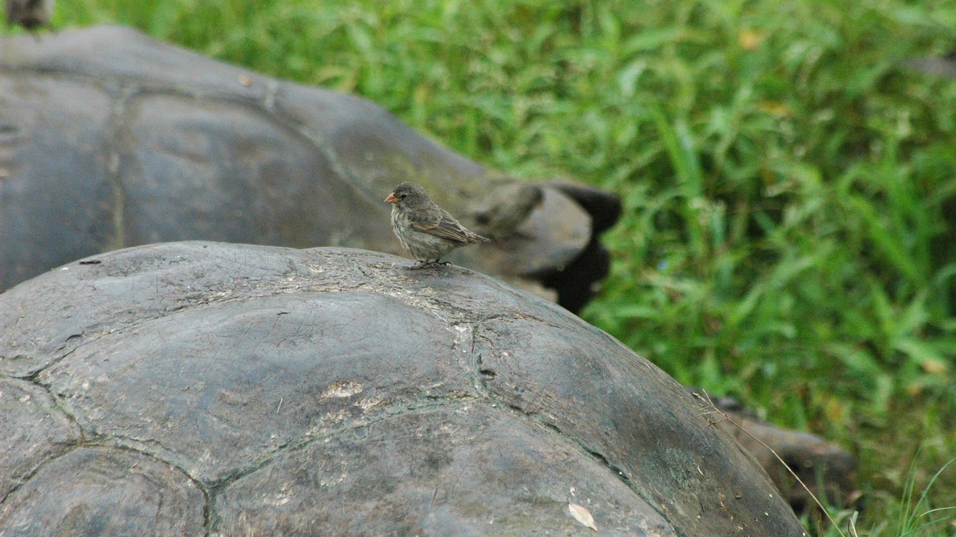 arwin’s finch perched on a giant tortoise shell in Galápagos, Ecuador – unique eco-tourism holiday experience.